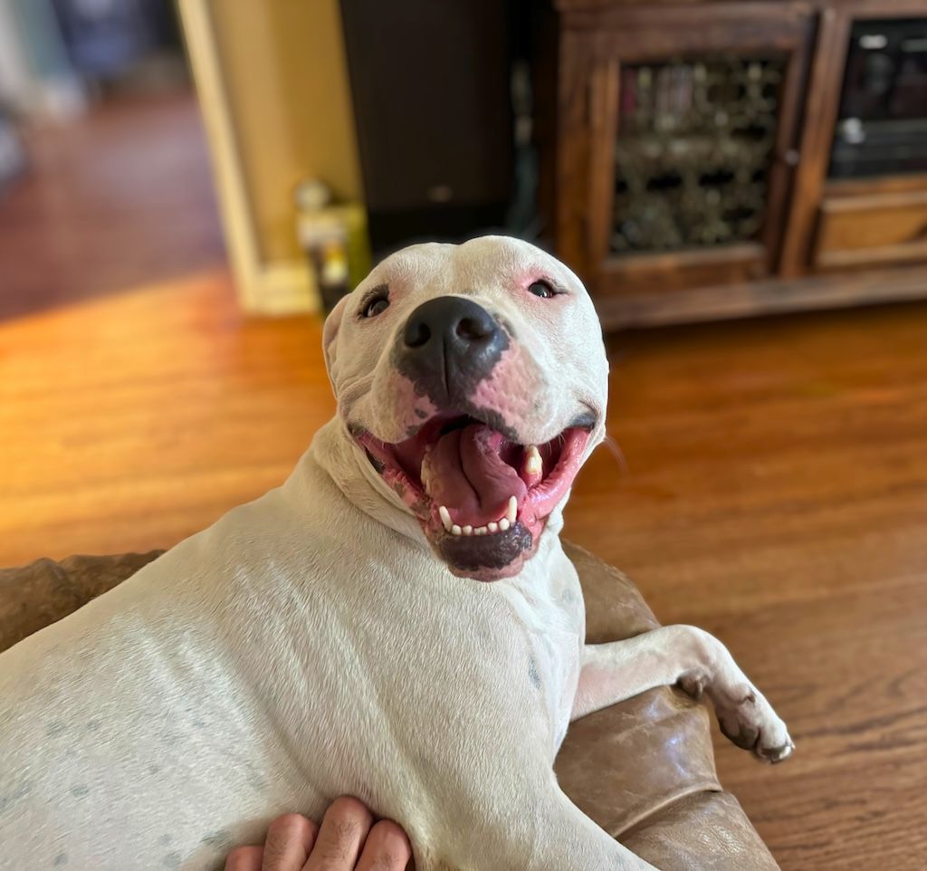 white pit bull smiling