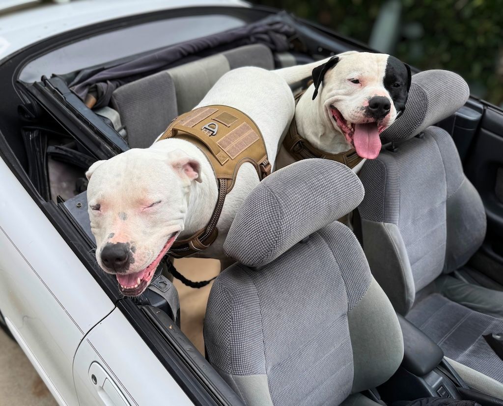 two pit bull dogs in car