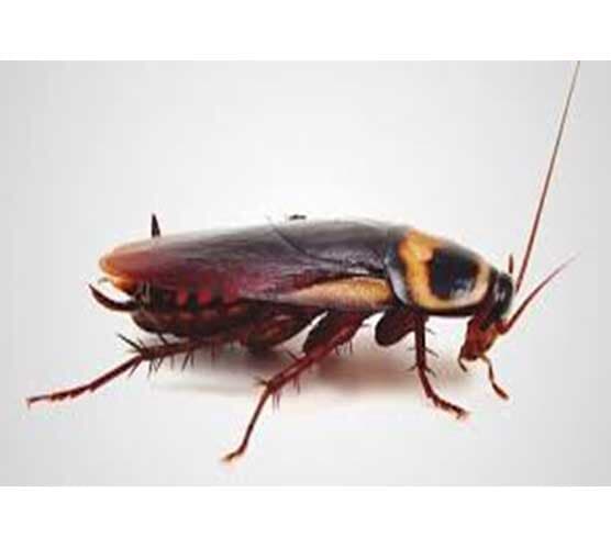(BLATELLA GERMANICA)
CUCARACHA DE COCINA