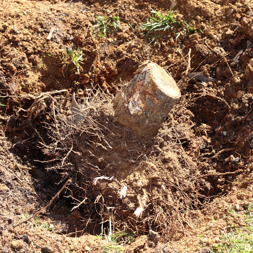 a tree stump is laying in the dirt in a hole
