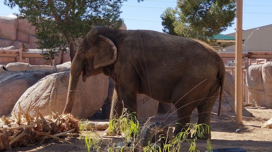 El Paso Zoo