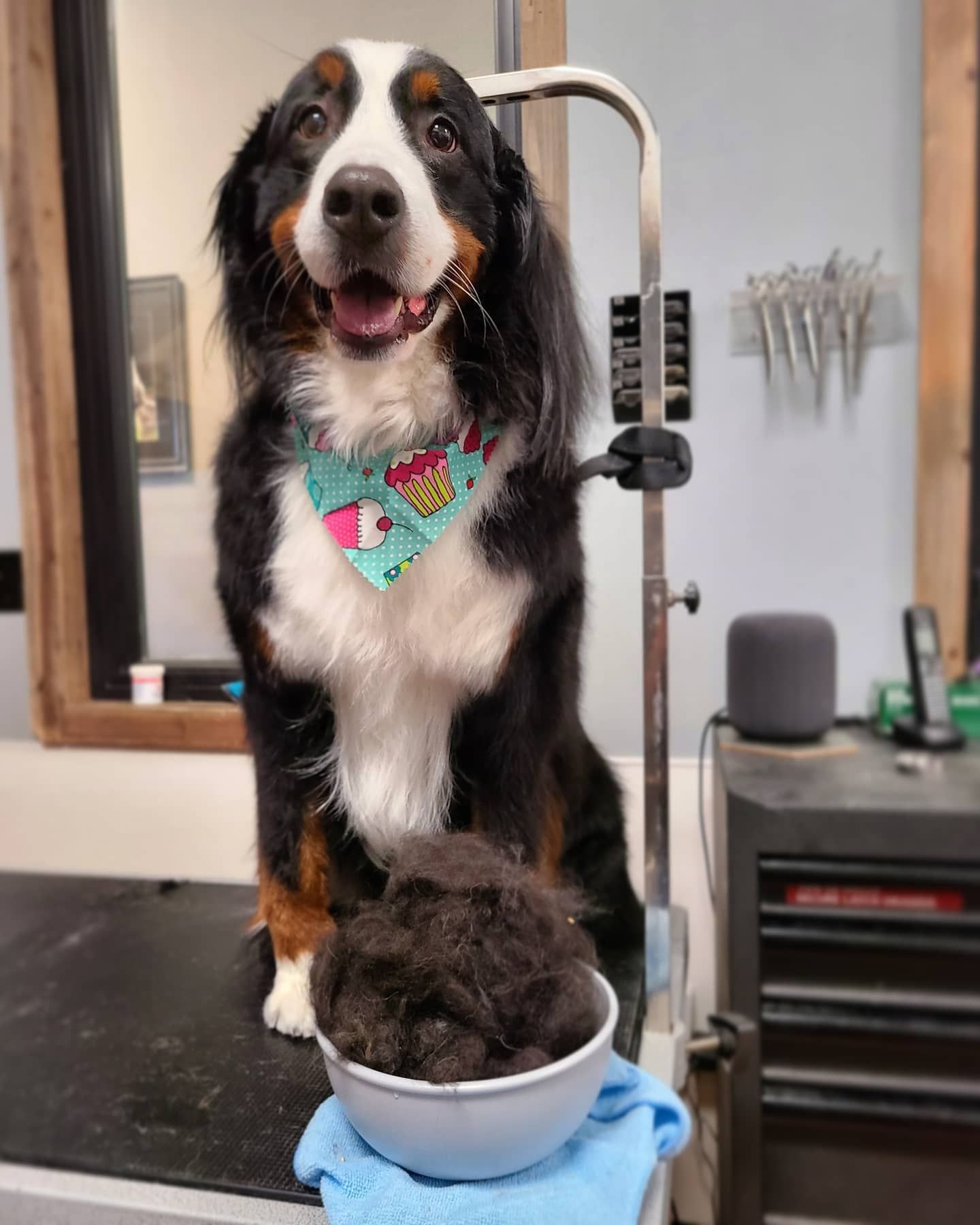 Dog Grooming Roseville, CA Backyard Pet Spa & Boutique