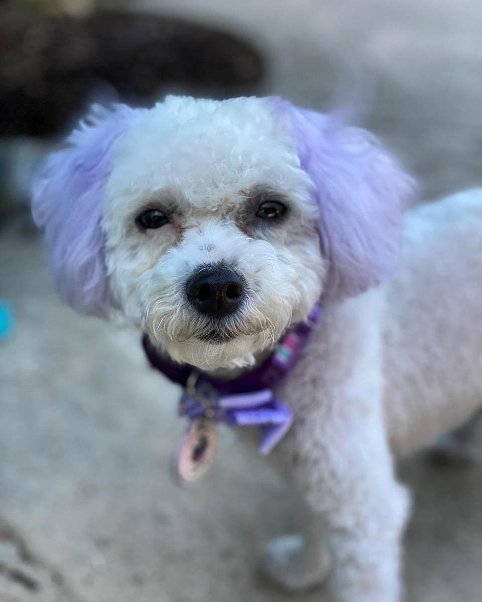 Dog Grooming Roseville, CA Backyard Pet Spa & Boutique