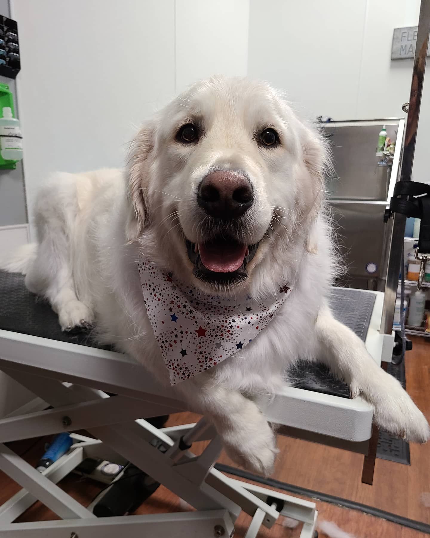 Dog Grooming Roseville, CA Backyard Pet Spa & Boutique