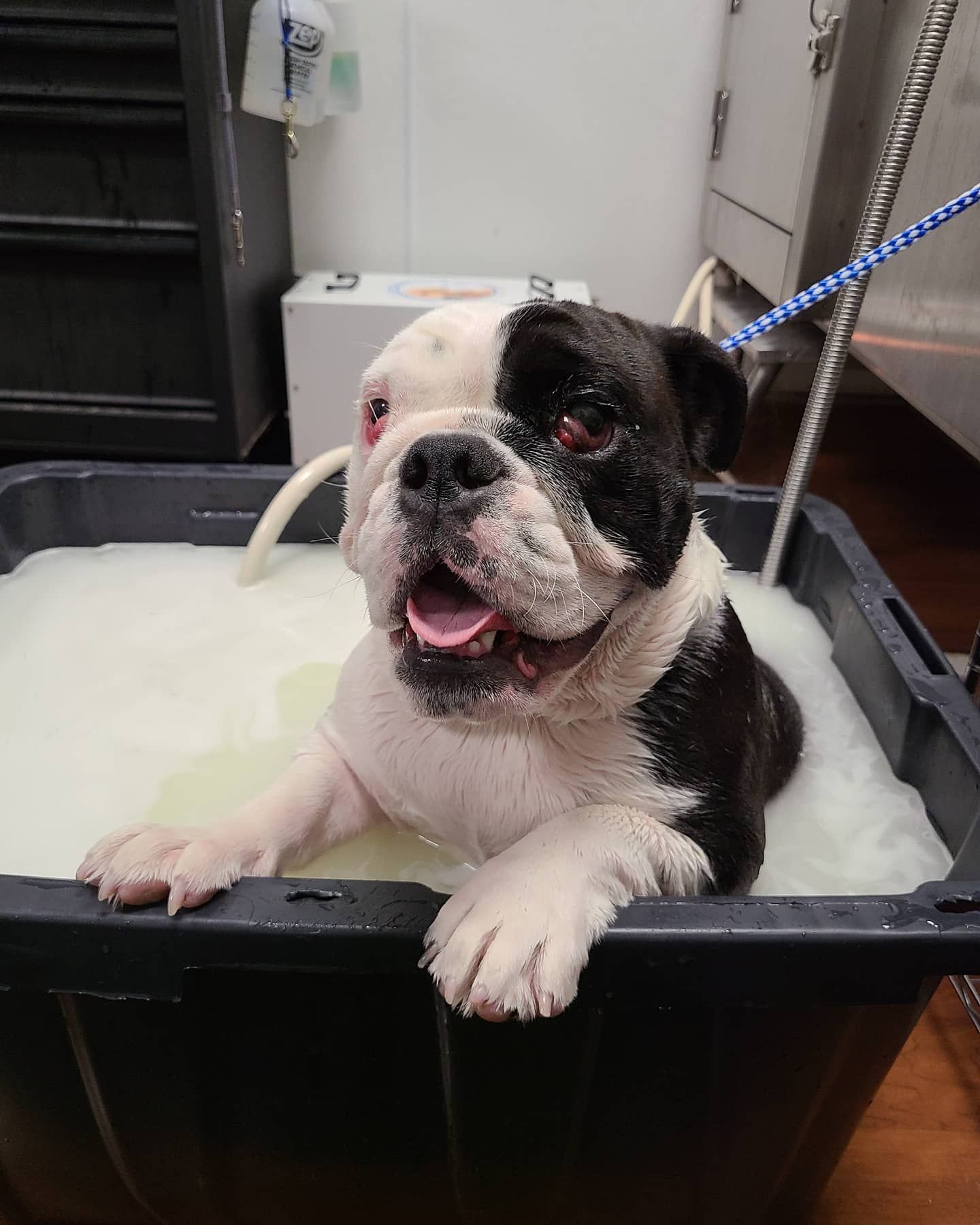 TheraClean Roseville, CA Backyard Pet Spa & Boutique