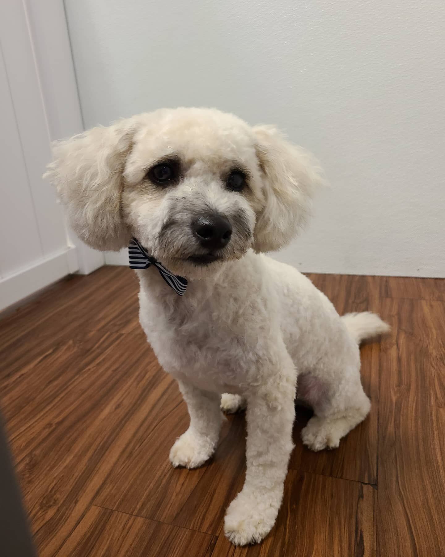 Dog Boarding Roseville, CA Backyard Pet Spa & Boutique