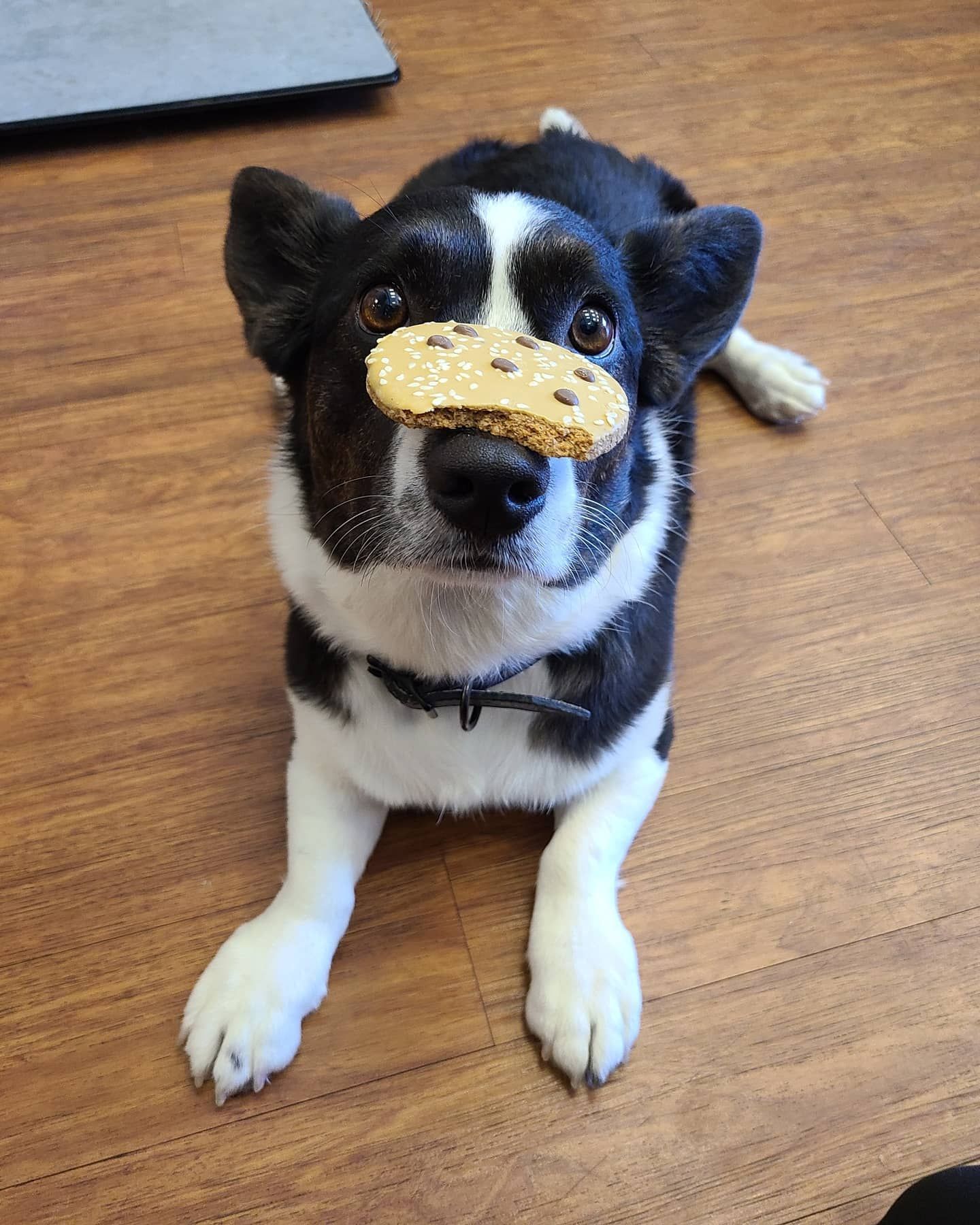 Dog Spa Roseville, CA Backyard Pet Spa & Boutique