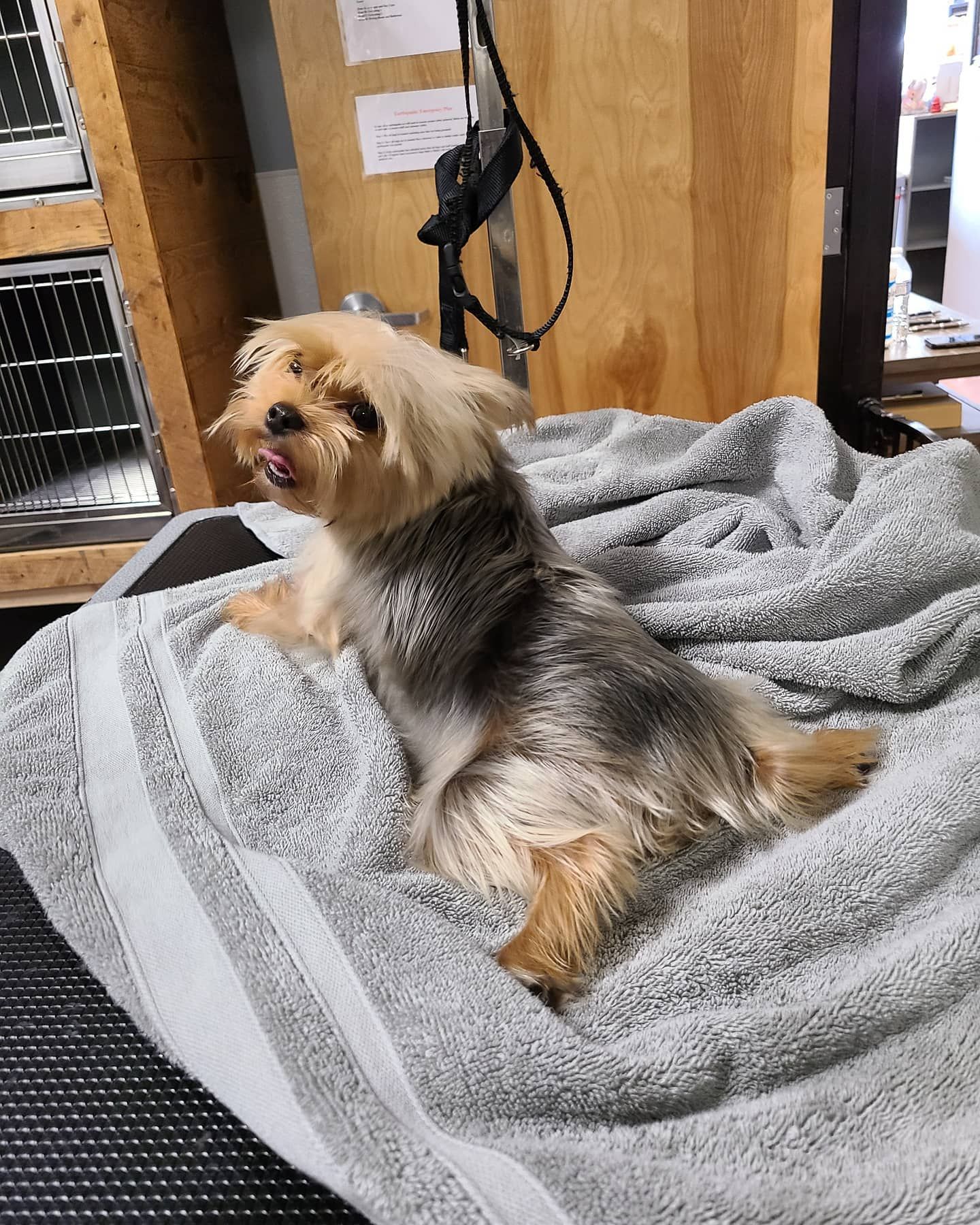 Dog Spa Roseville, CA Backyard Pet Spa & Boutique