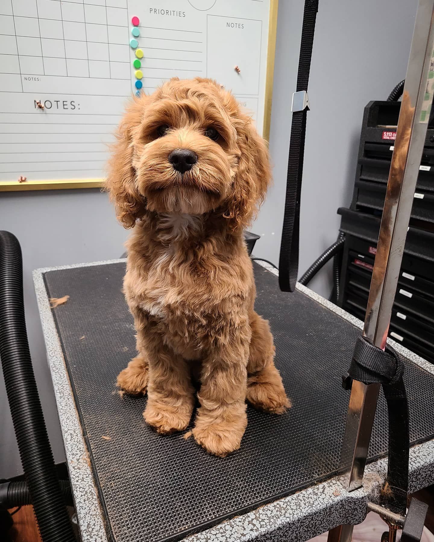 Dog Spa Roseville, CA Backyard Pet Spa & Boutique