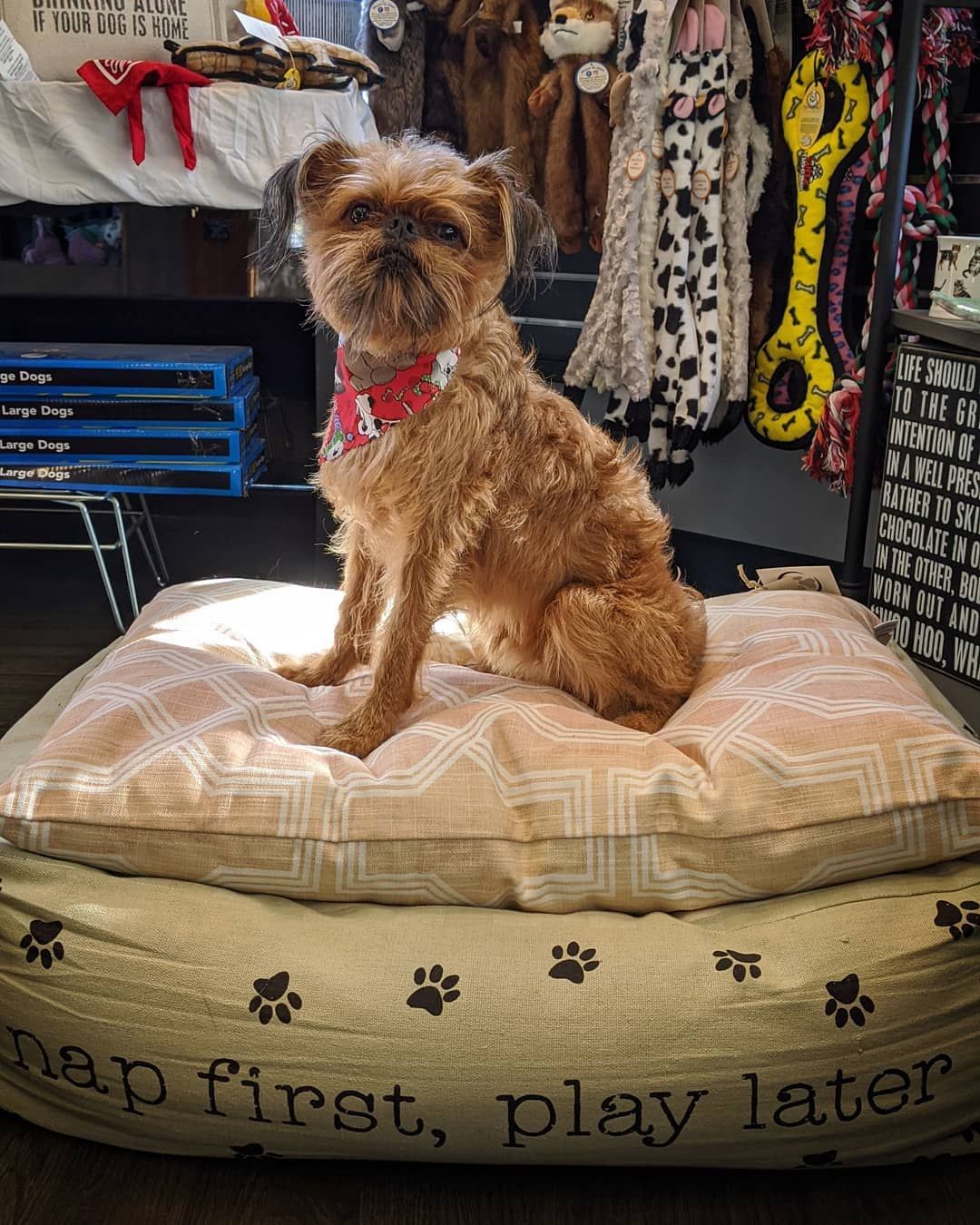 Dog Boarding Roseville, CA Backyard Pet Spa & Boutique