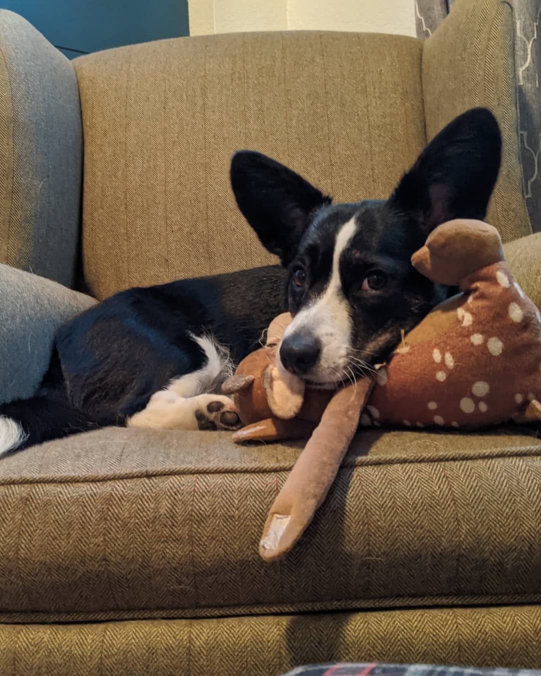 Dog Spa Roseville, CA Backyard Pet Spa & Boutique