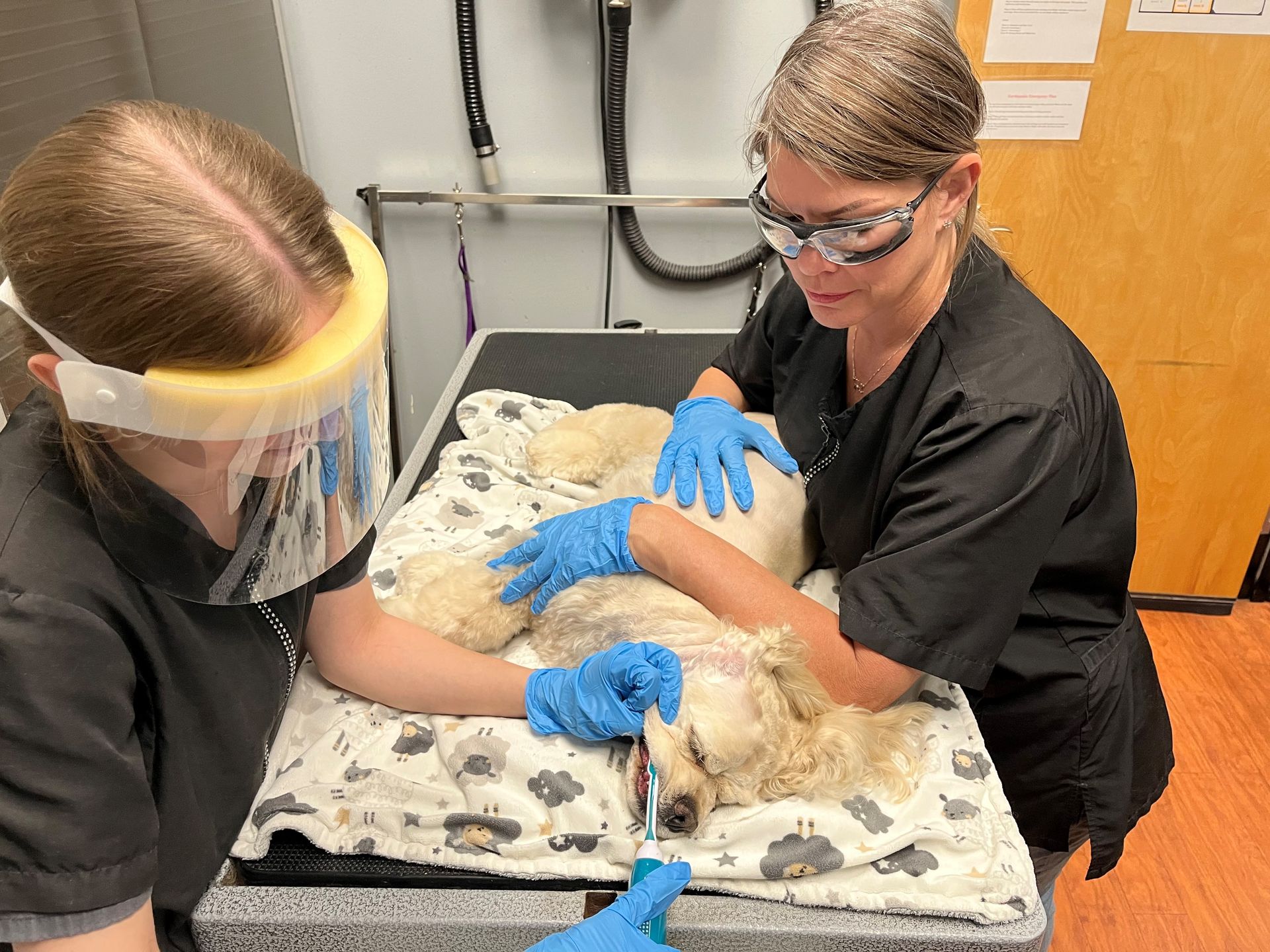 Dog Spa Roseville, CA Backyard Pet Spa & Boutique