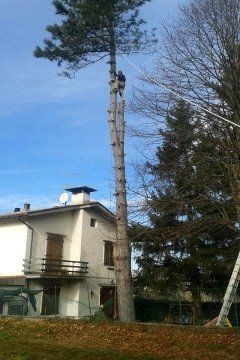 Un uomo sta arrampicandosi su un albero davanti a una casa.