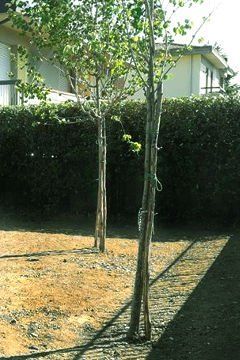 Due alberi in un cortile con una casa sullo sfondo