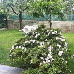 Un cespuglio con fiori bianchi si trova in mezzo a un cortile verdeggiante.