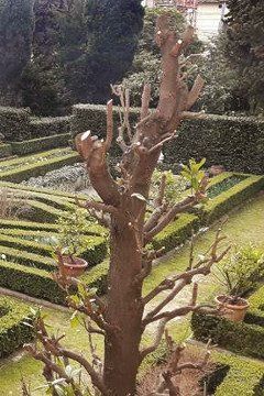 Un albero con molti rami in un giardino.