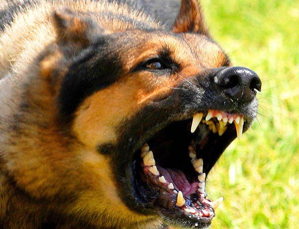 Dog Bites - The Selvin Law Firm, PLLC