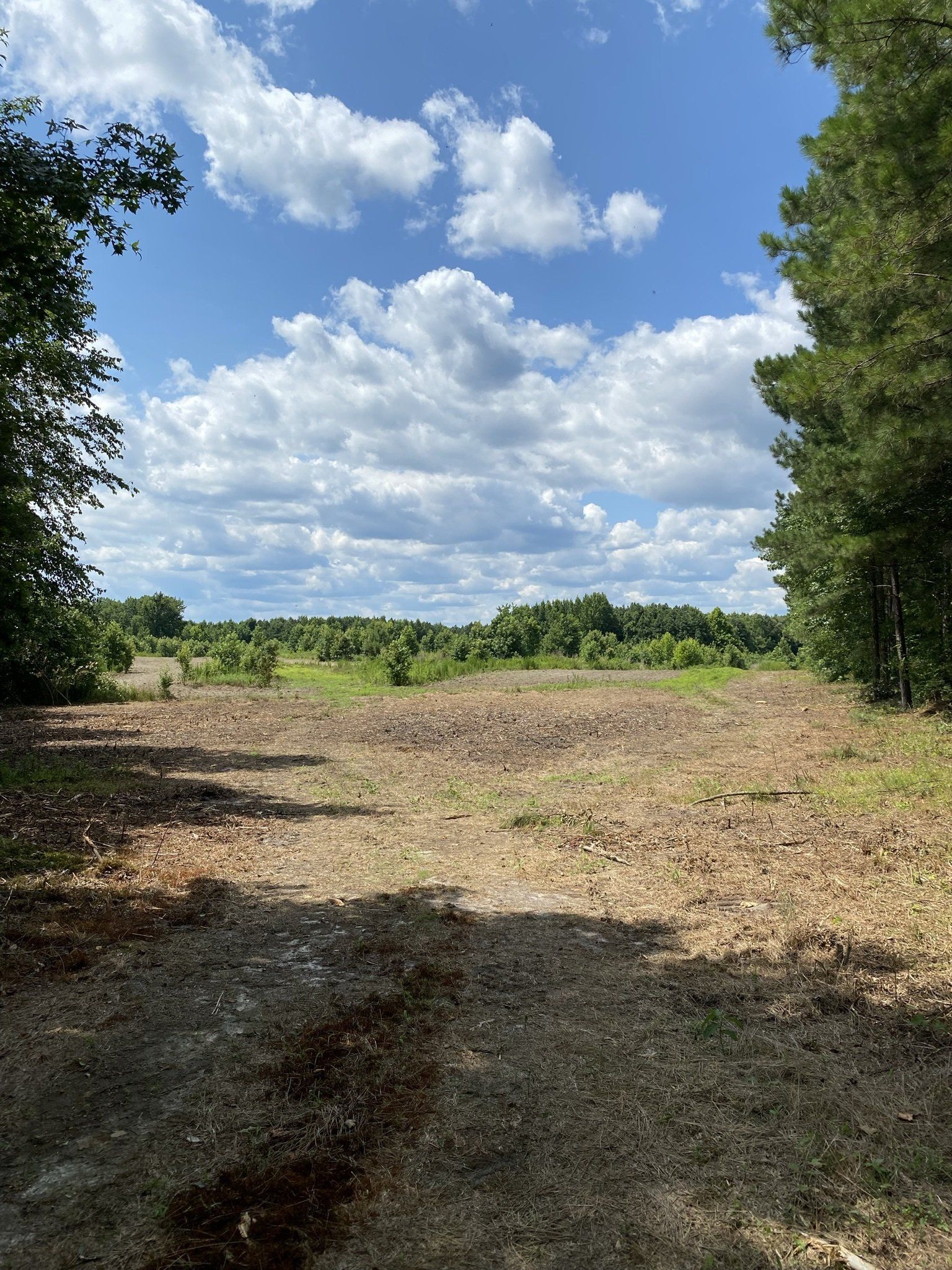 Residential Property Forestry Mulching Service