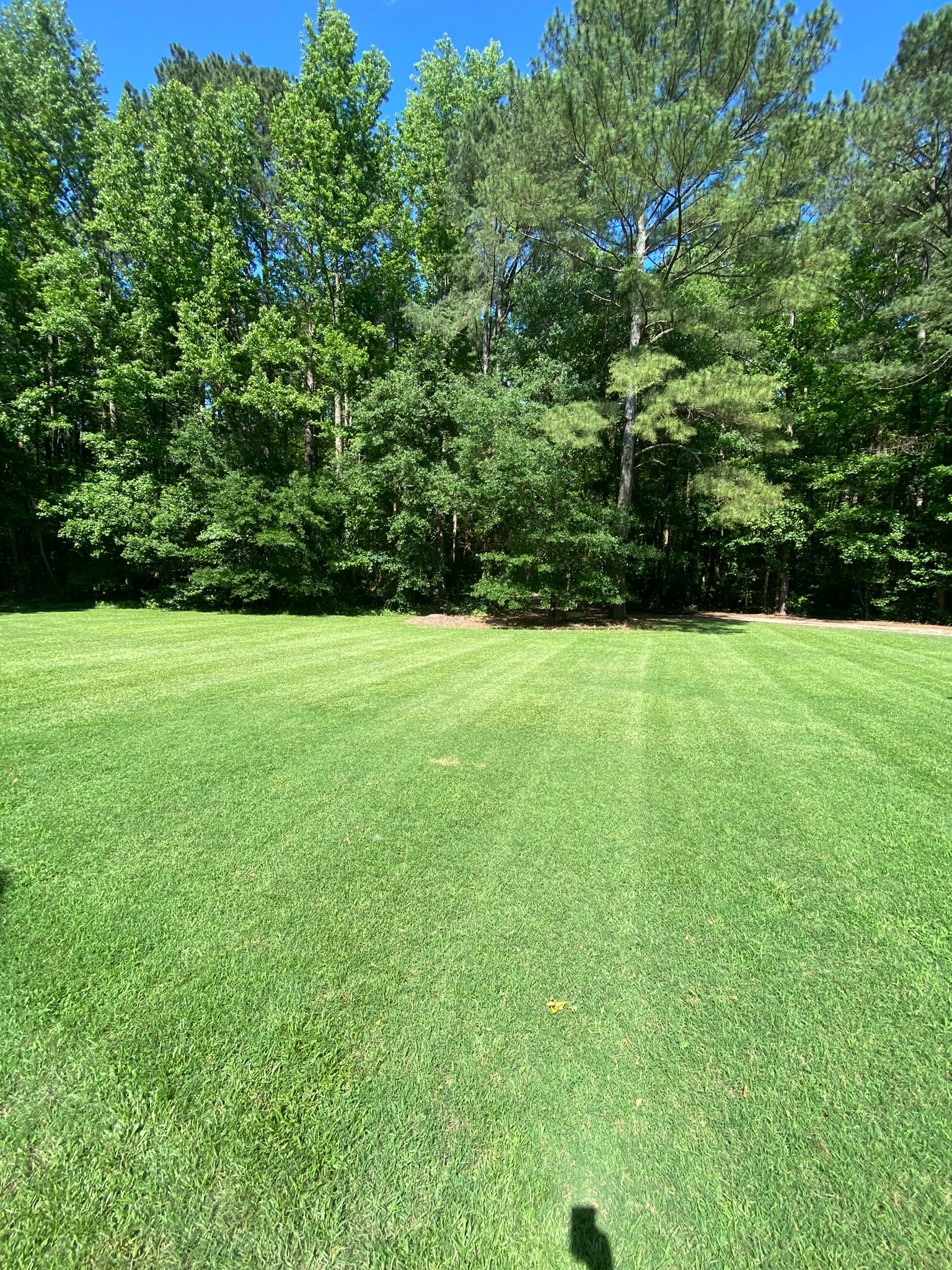Freshly Mowed Lawn