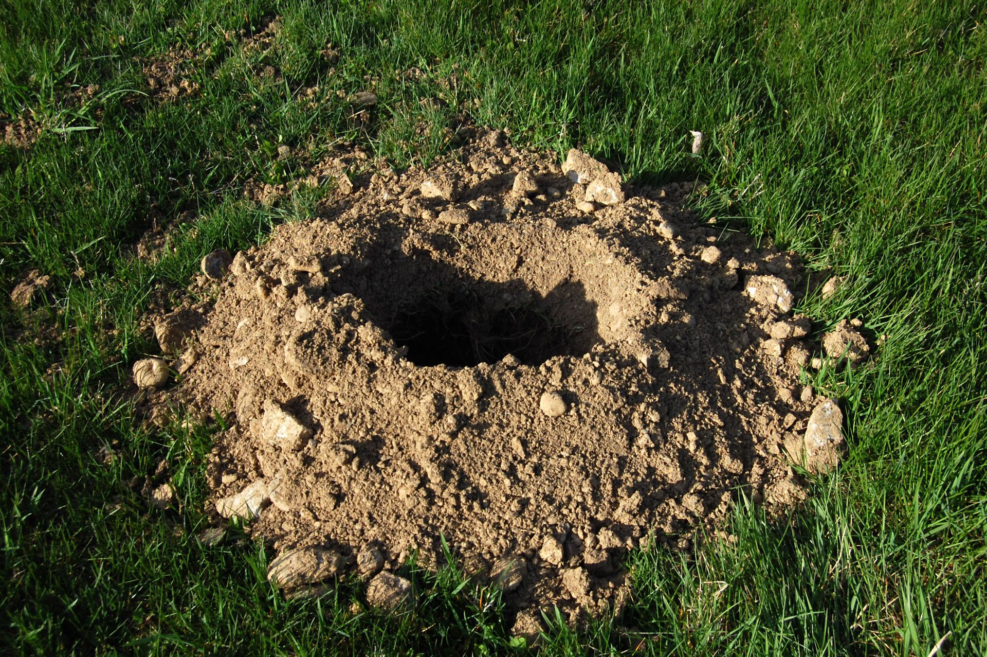 Gopher Trapping in Sand Springs, OK | Lovelace Wildlife Control