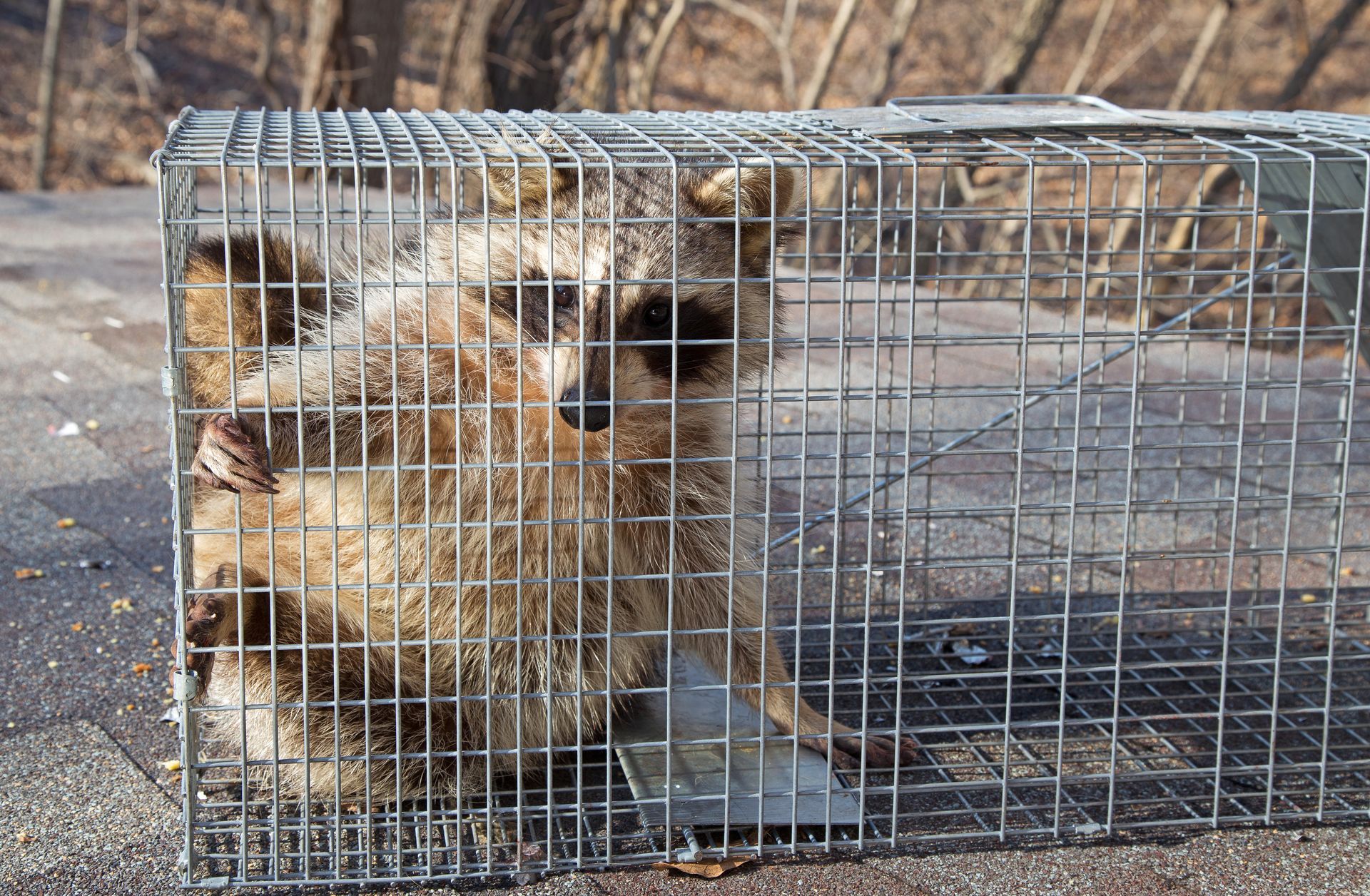 A raccoon is trapped inside a wire mesh cage sitting on a concrete surface outdoors.