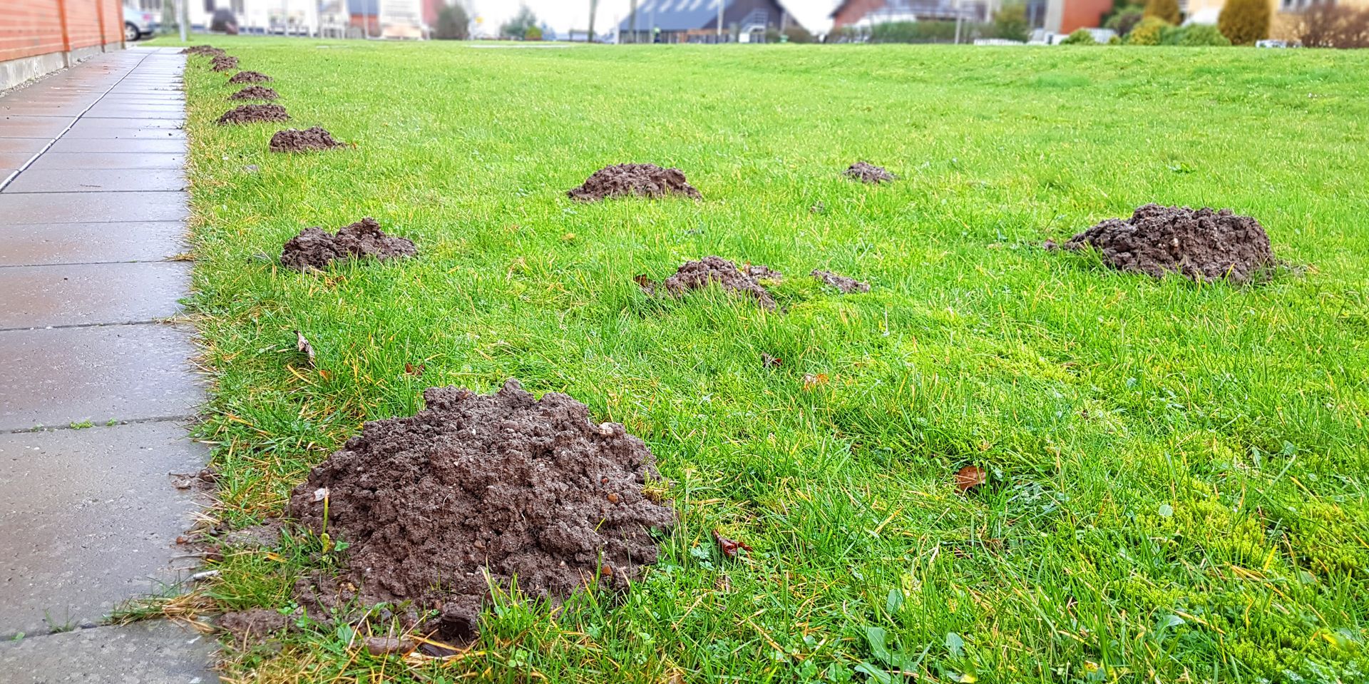 A green lawn next to a paved walkway, covered with multiple scattered piles of fresh dark soil created by moles.