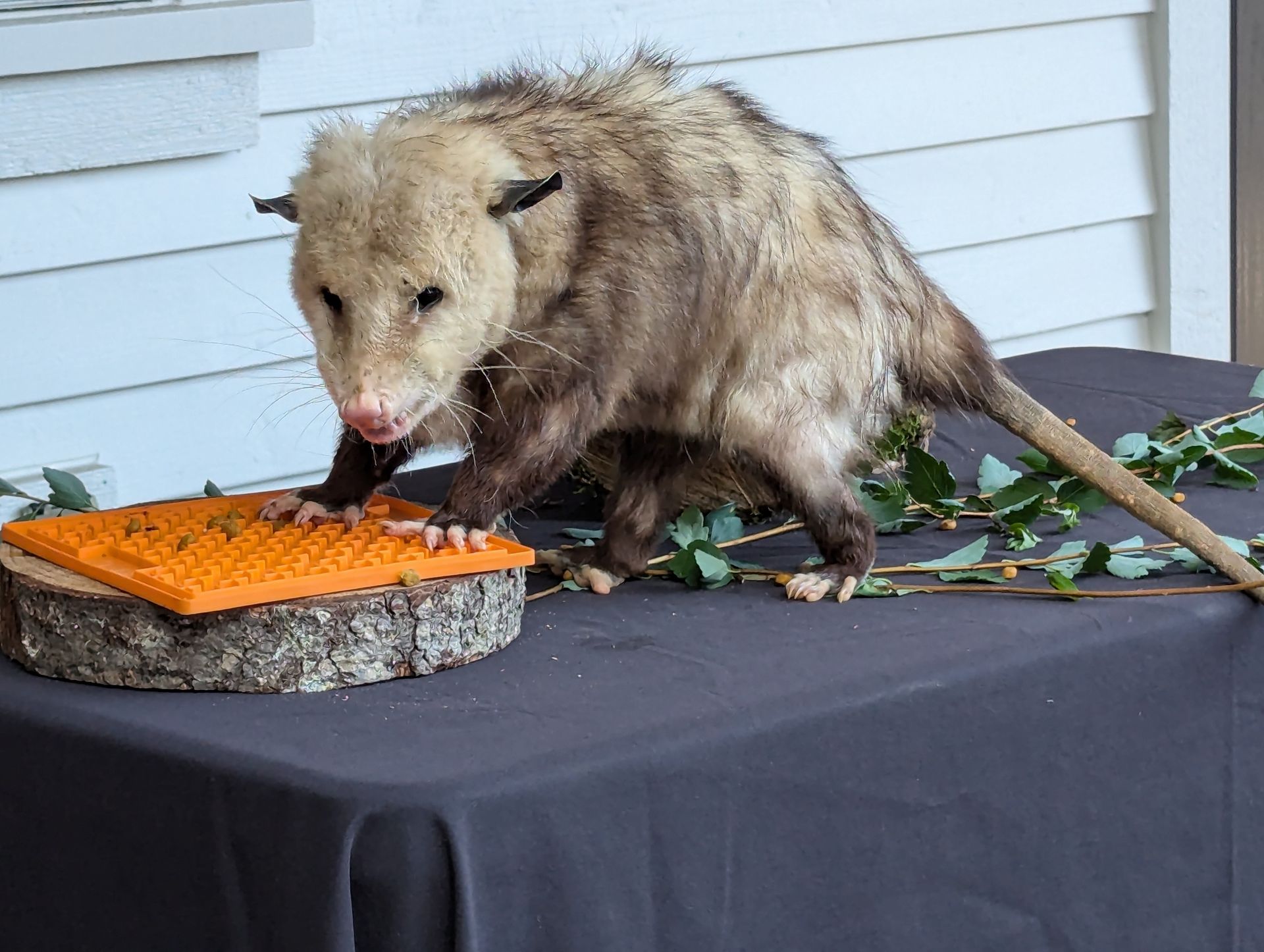 A North American opossum stands on a wooden log with an orange textured mat, positioned on a gray-covered table.