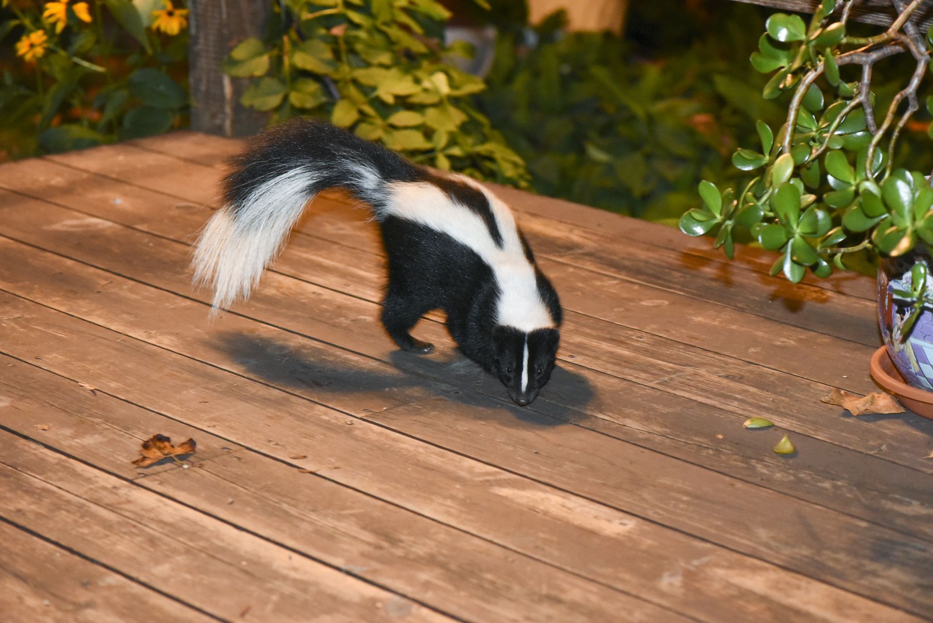 A striped skunk with a bushy white-tipped tail searches for food on a wooden deck in a garden setting.