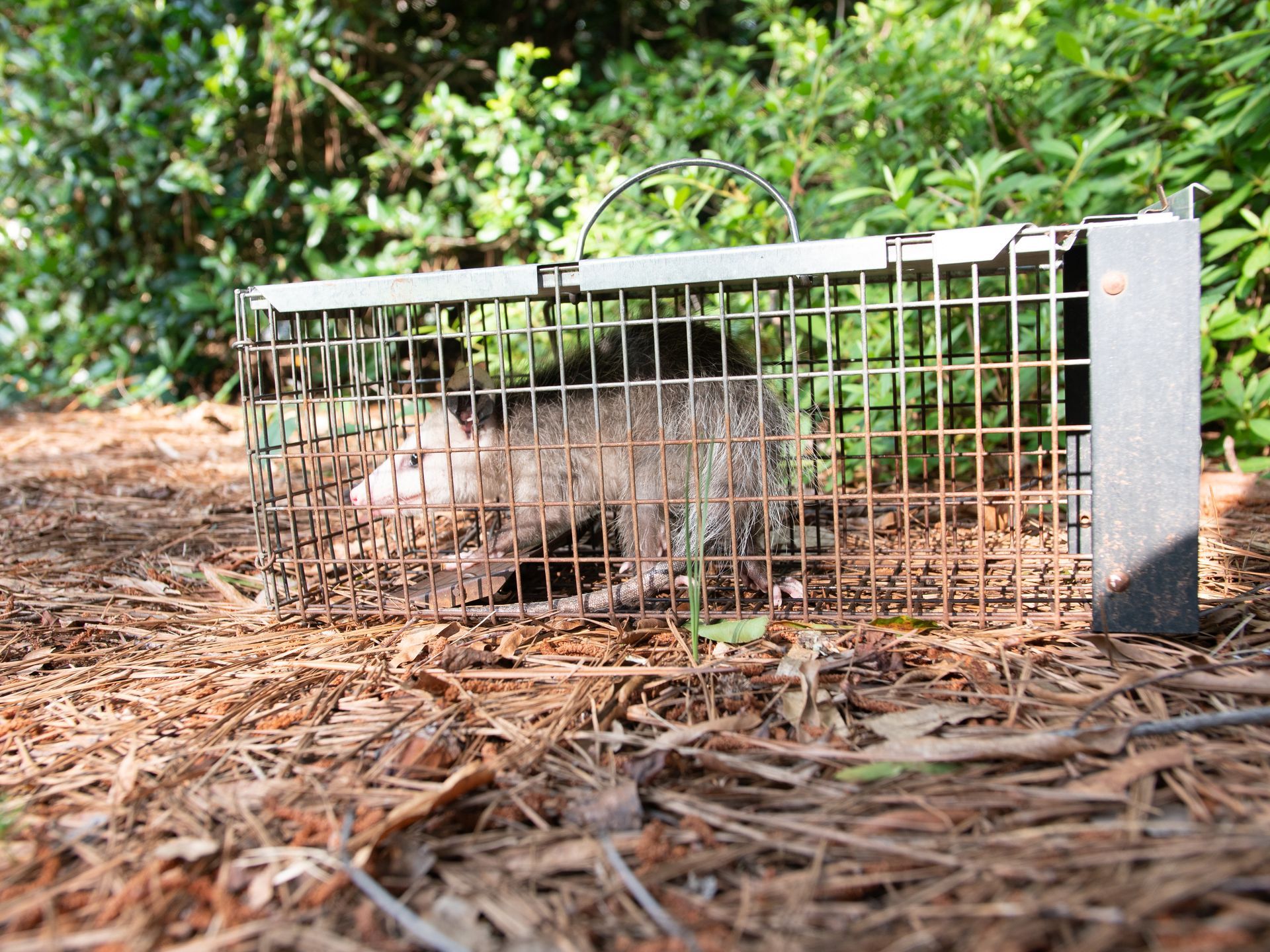 A small opossum inside a wire mesh cage trap set on brown mulch near green foliage.
