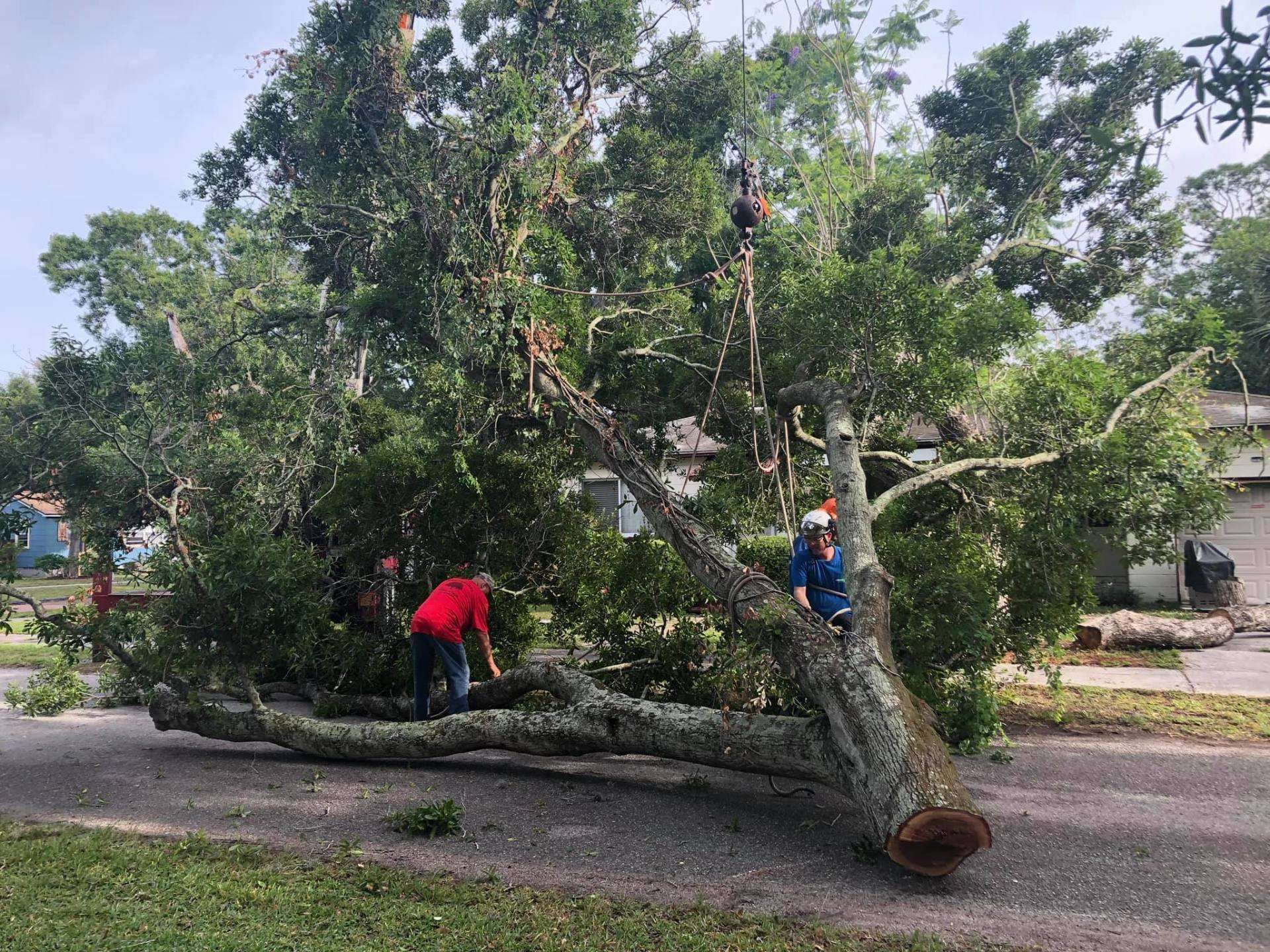 Fallen tree blocking a road as two people work to clear branches.