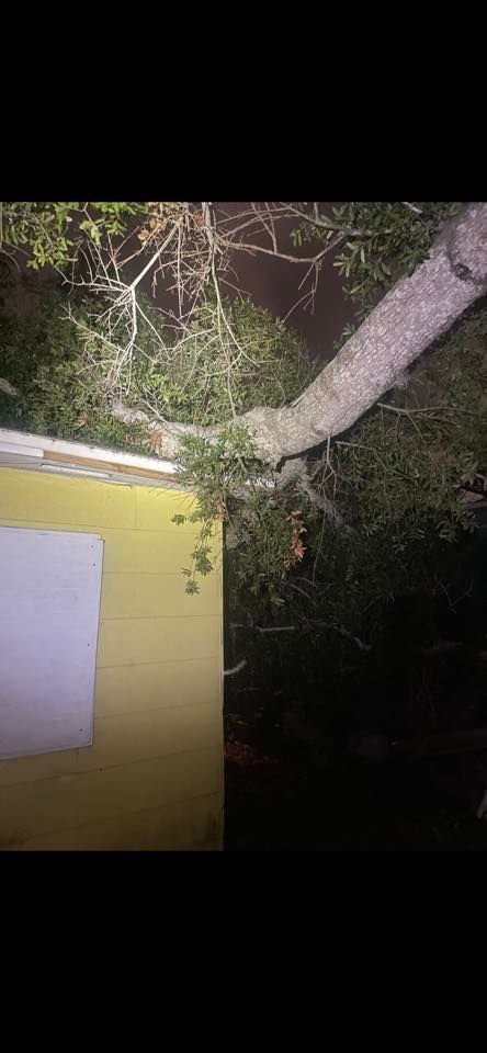 Nighttime view of a tree branch over a yellow building with a lit window and dark foliage