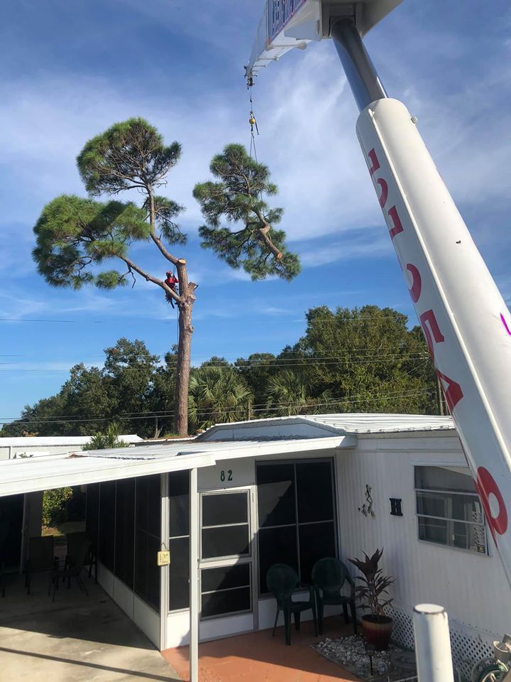 Tree being trimmed by a crane beside a white house with a porch under a blue sky