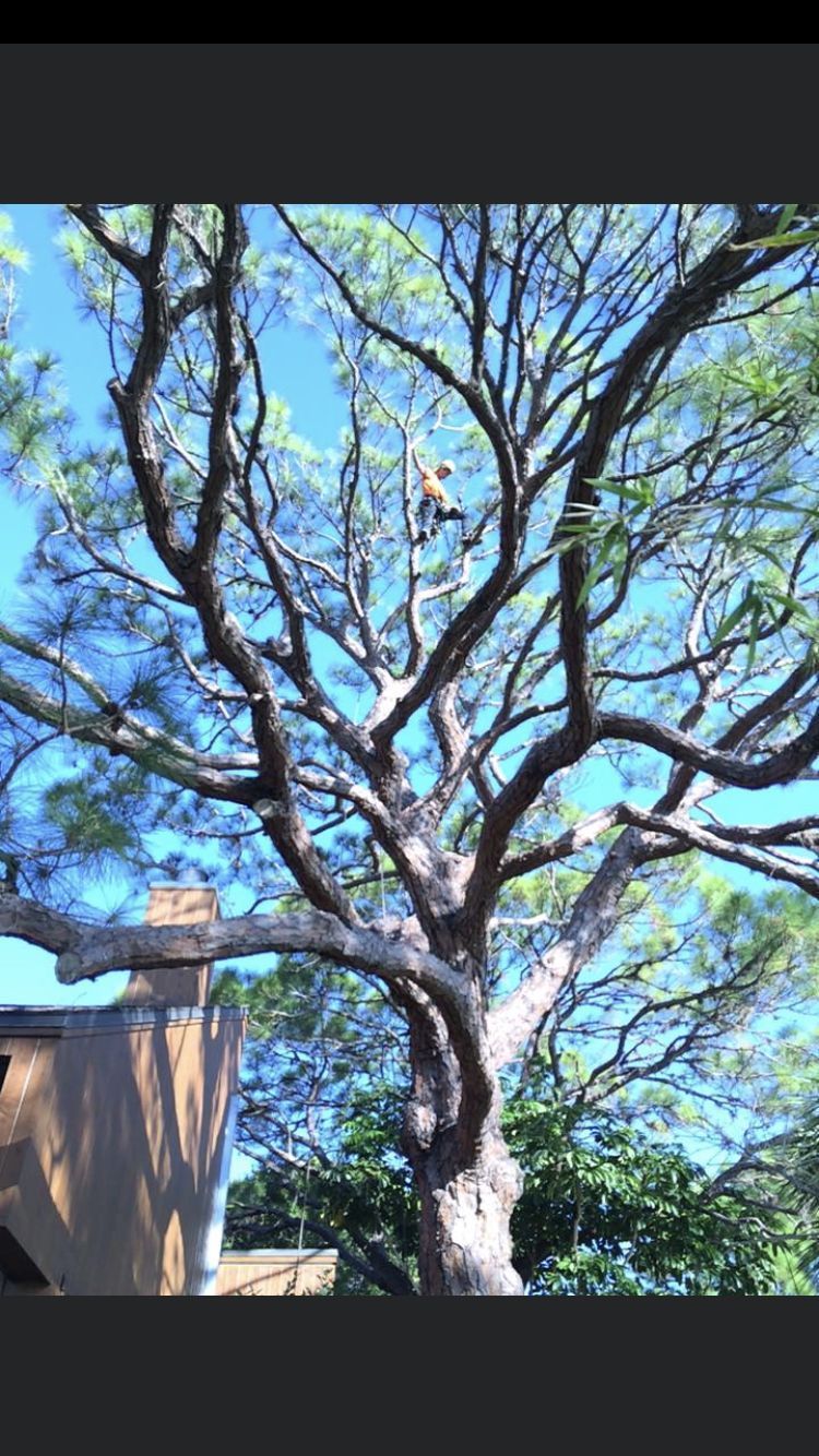 Tree branches against a bright blue sky beside a tan building and green foliage