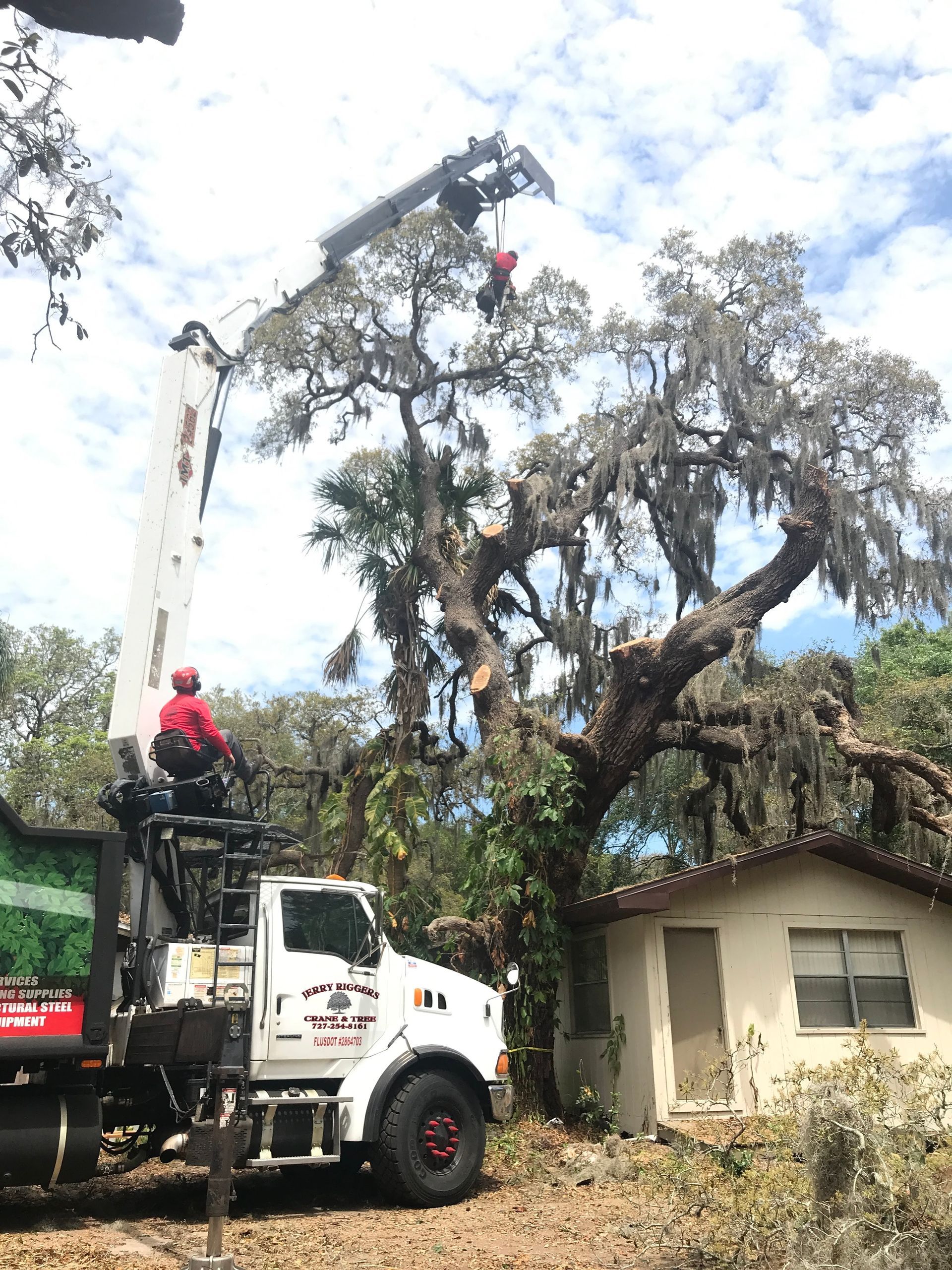 Tree trimming crew in a bucket truck pruning a large oak beside a house