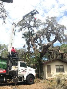 Tree crew in a bucket truck trimming large oak branches beside a house