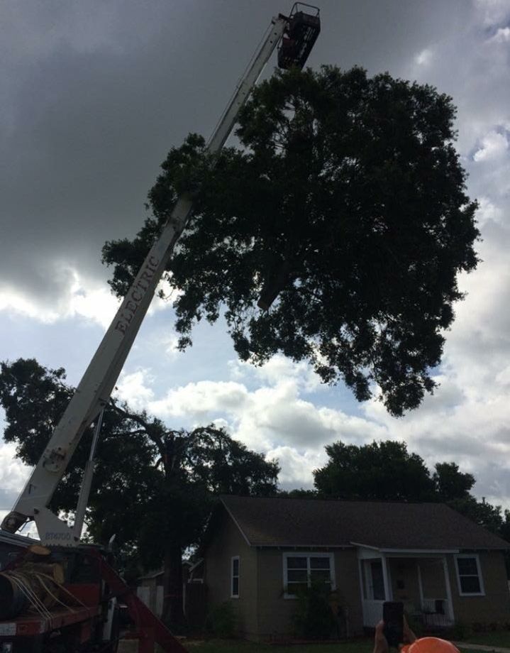 Tree being trimmed by a crane beside a small house under dark cloudy skies.