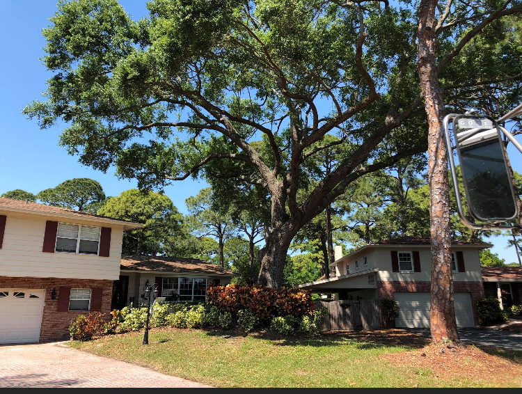Suburban homes with large trees and a driveway under a bright blue sky
