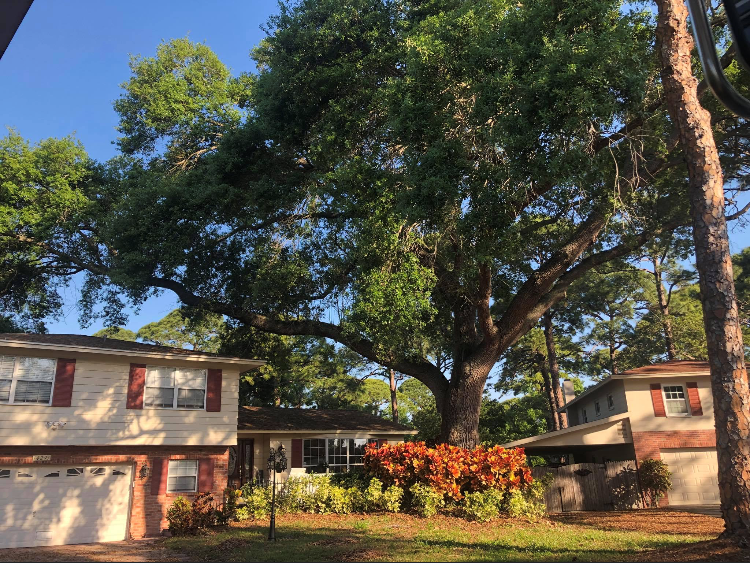 Apartment buildings under a large tree with a landscaped courtyard in front