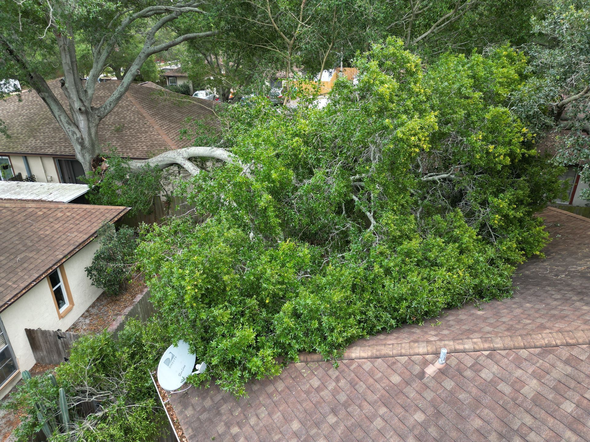 Tree fallen across brown shingled rooftops in a leafy residential area