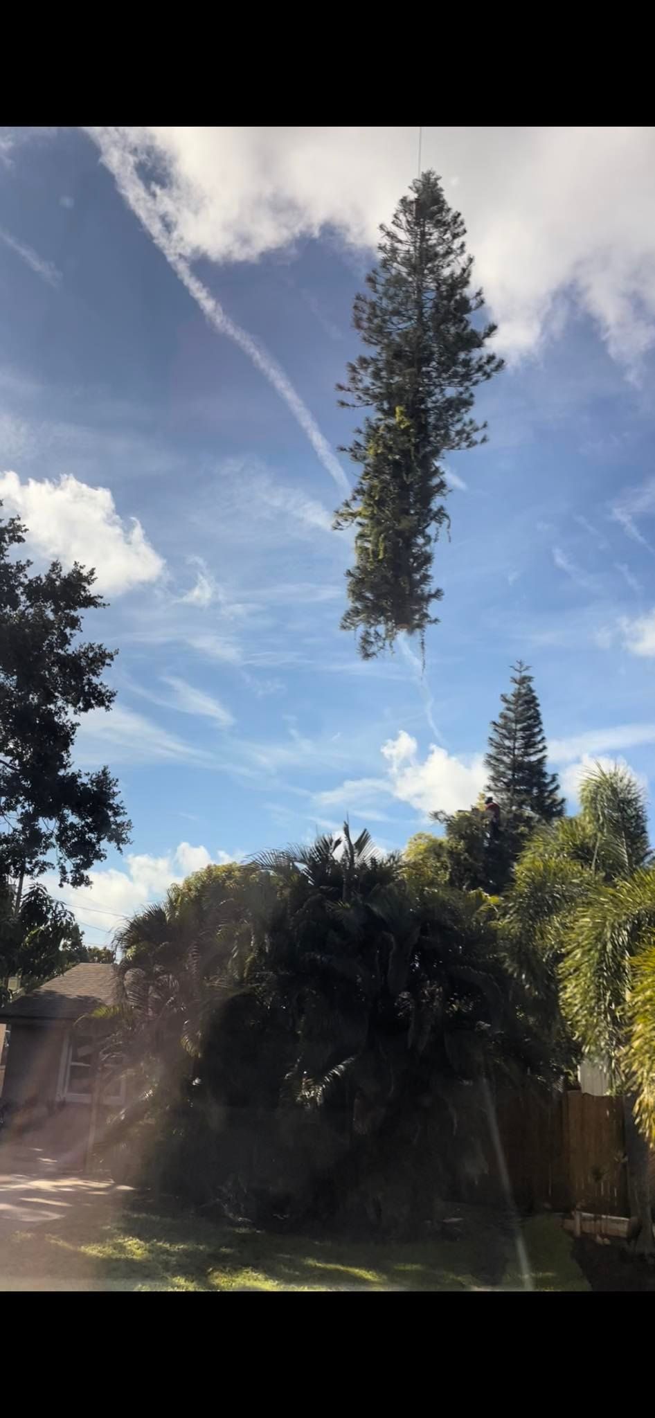 Tall evergreen tree against a blue sky with wispy clouds and sunlight over a backyard.