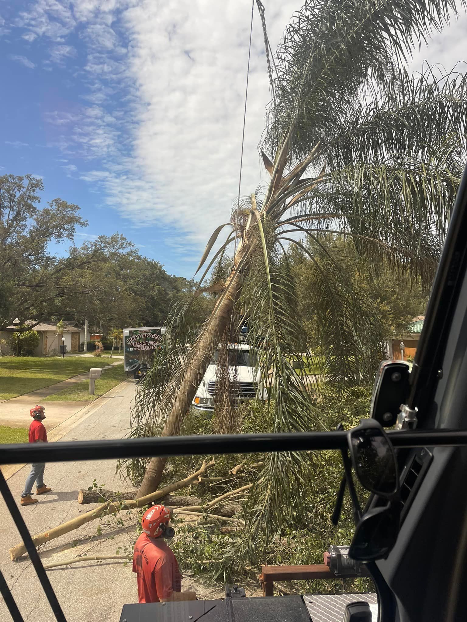 Workers trimming a leaning palm tree beside a road, seen from inside a vehicle.