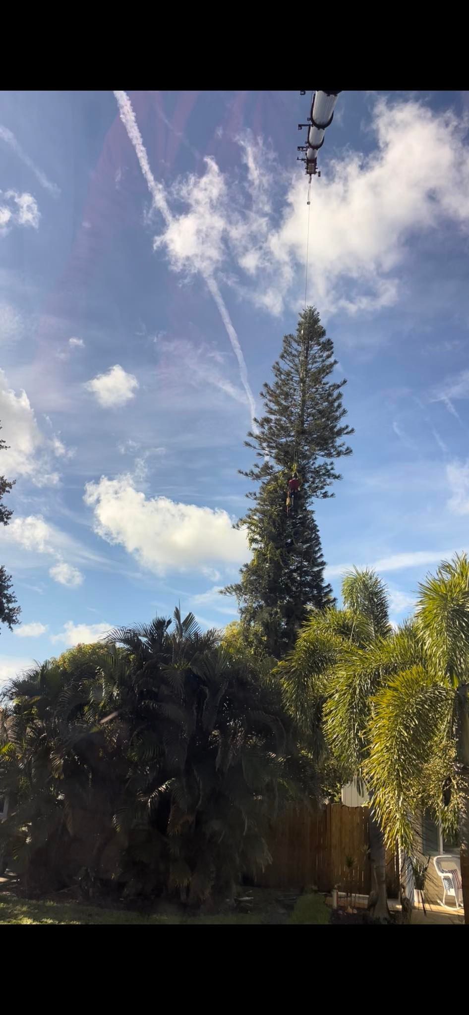 Tall evergreen tree against a blue sky with scattered clouds, framed by dense green foliage below