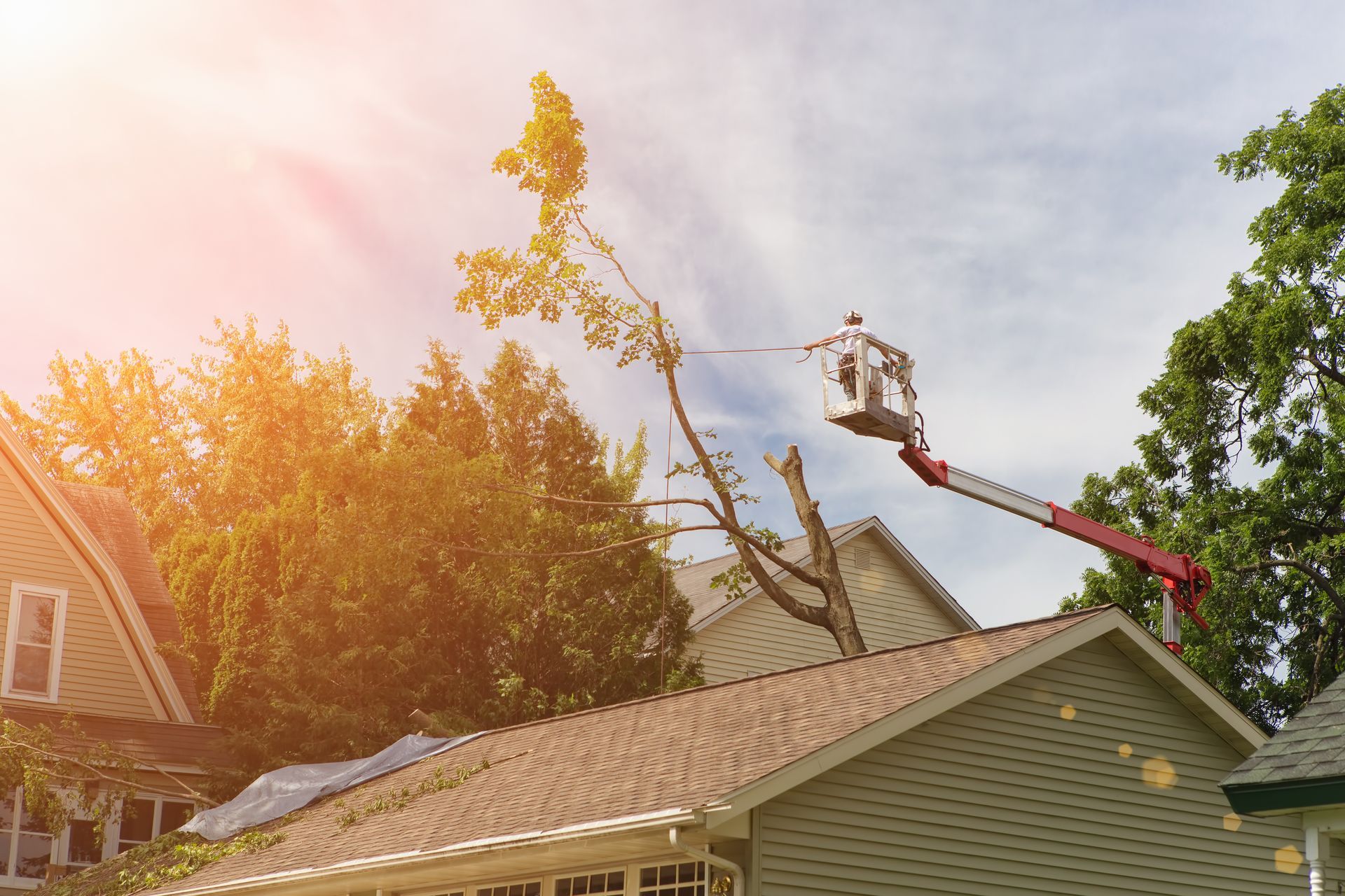 Worker in a lift pruning a tree above a house roof in bright sunlight