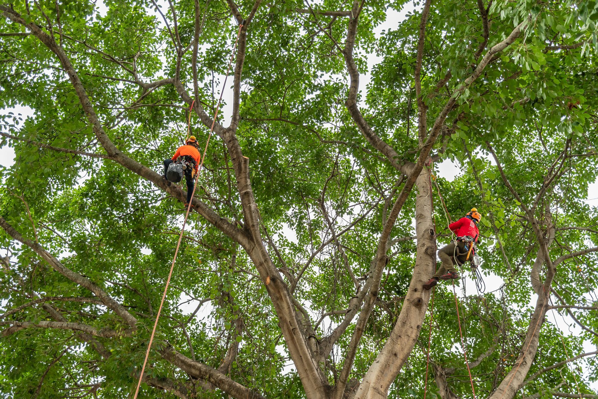 Two climbers in orange and red gear among tall tree branches in a green forest