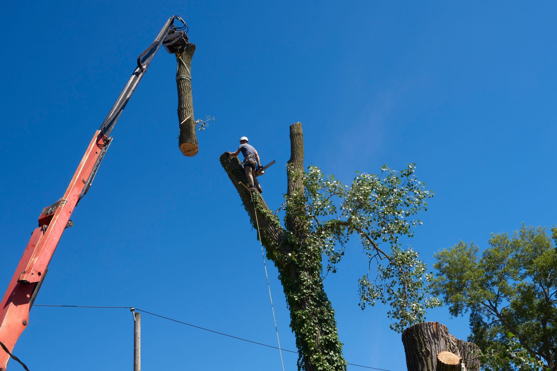 Two cranes trimming a tree against a clear blue sky