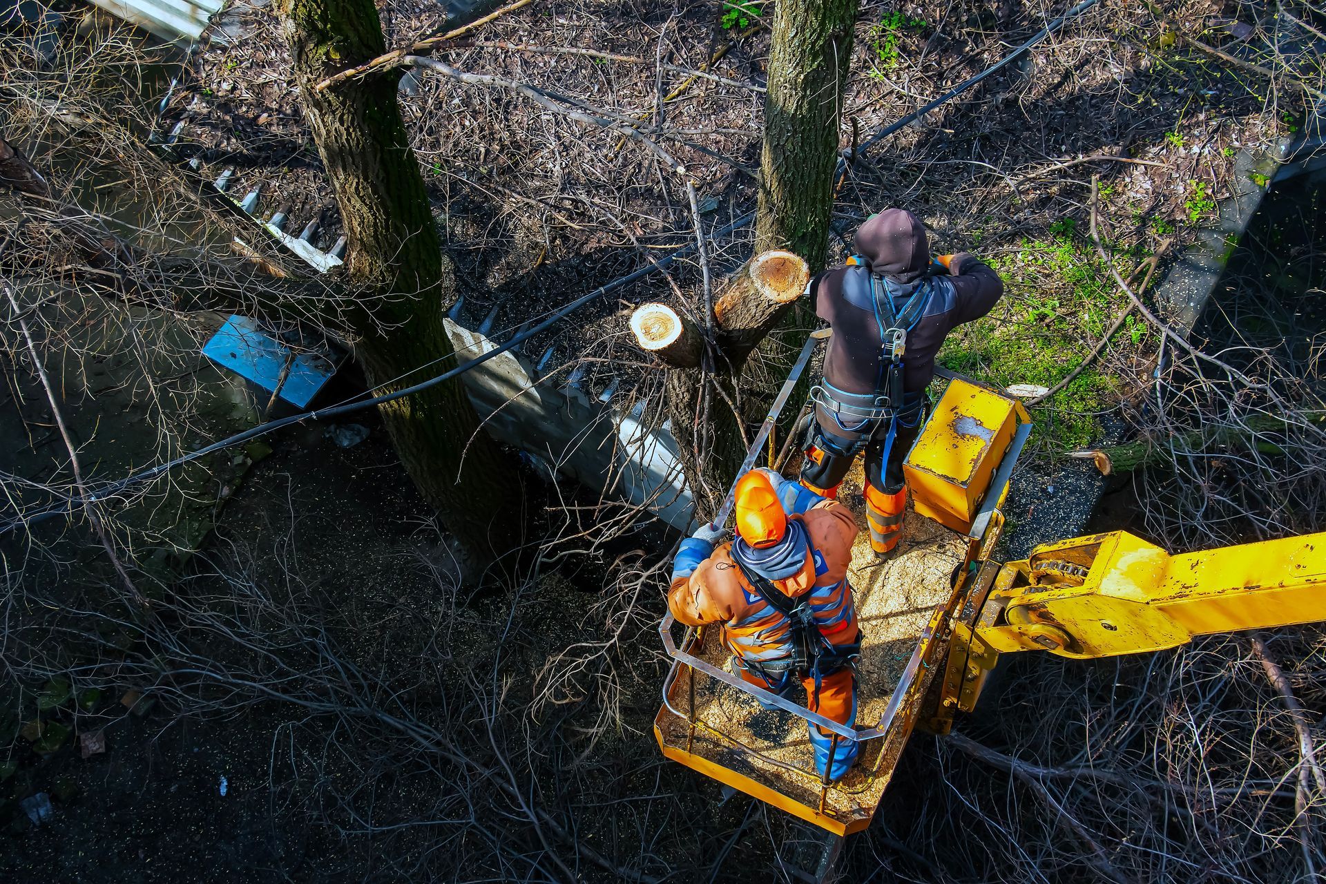 Workers in orange gear on a yellow lift trimming a tree beside a blue platform