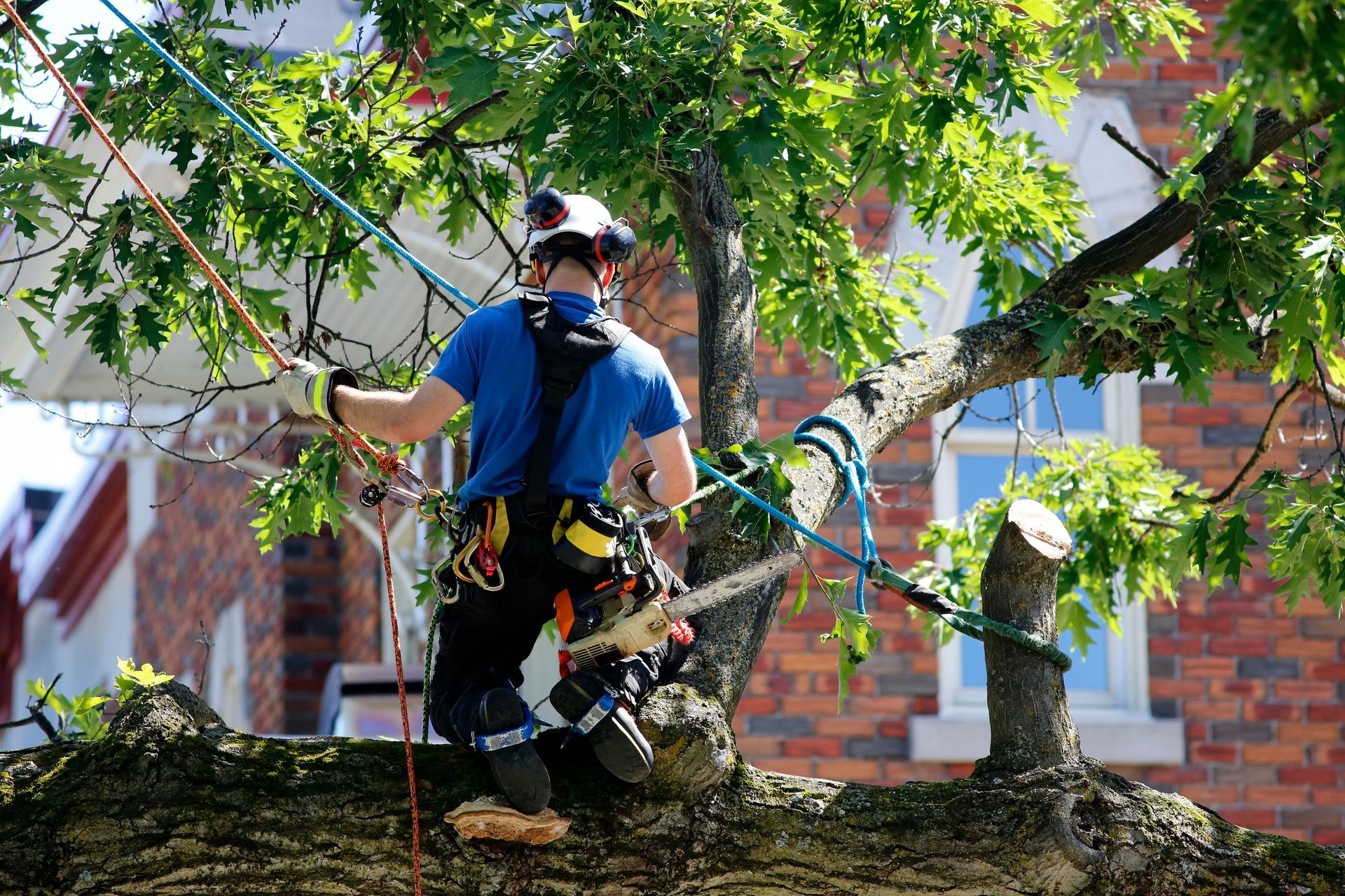 Tree worker in blue gear trimming branches from a large tree near a brick building