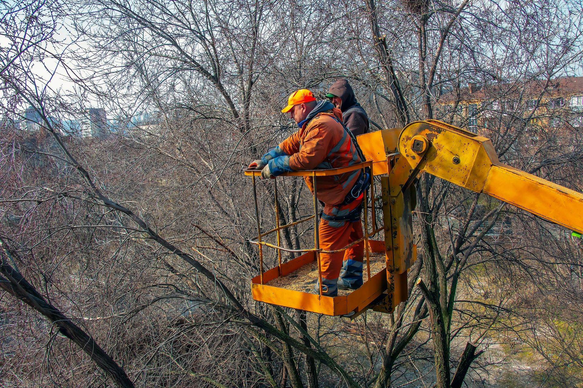 Two workers in orange safety gear on a yellow cherry picker trimming tree branches