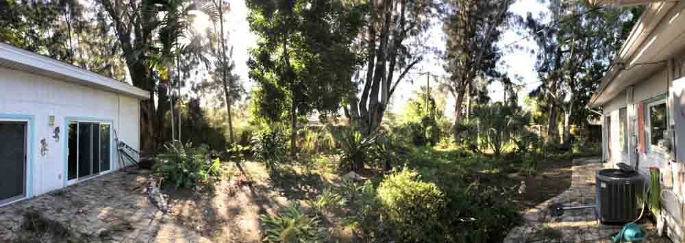 Backyard garden between two houses with tall trees and dense greenery in sunlight