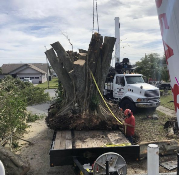 Large uprooted tree stump secured on a flatbed truck beside a worker and utility vehicle, outdoors.